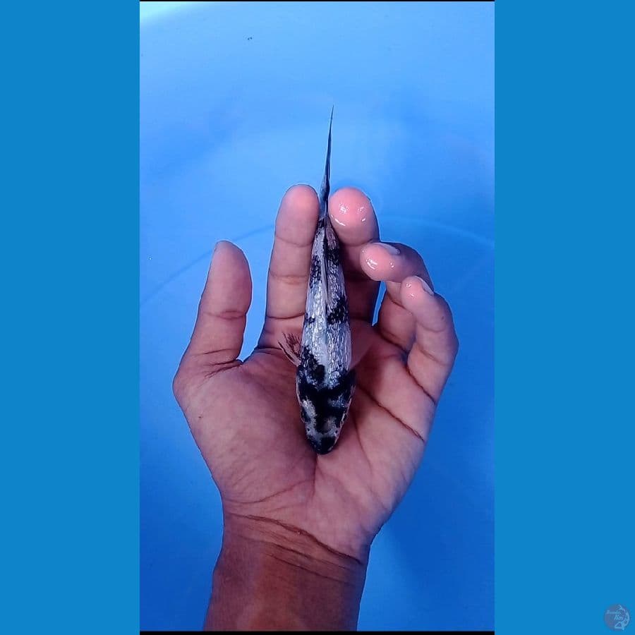 shiro ginrin padat 15 cm male