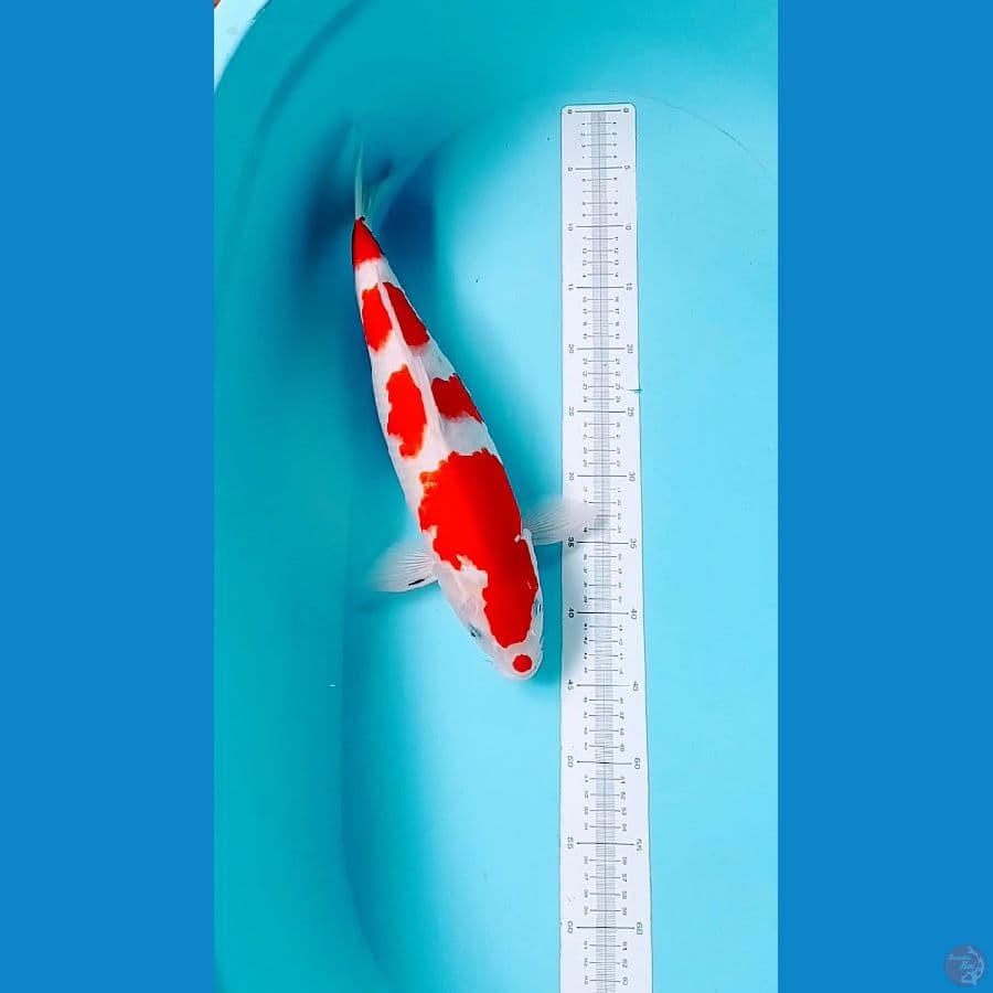kohaku 45 cm ori