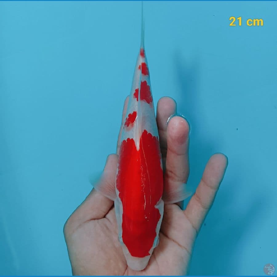 SQ kohaku 21 cm