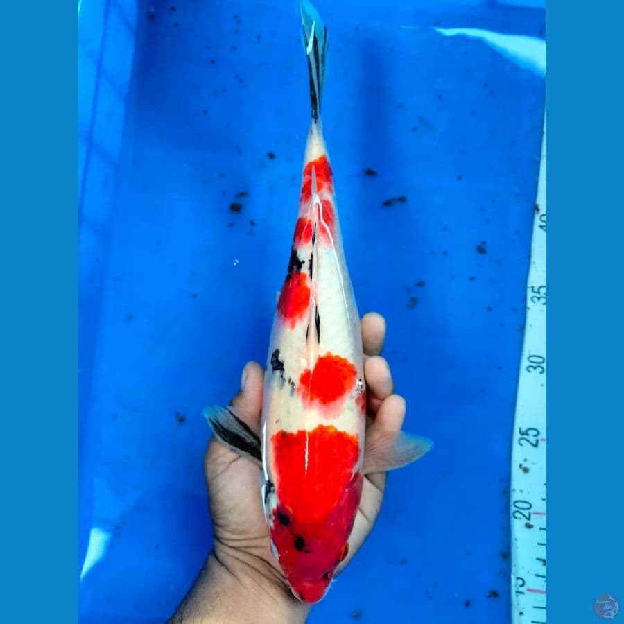 showa 30 cm