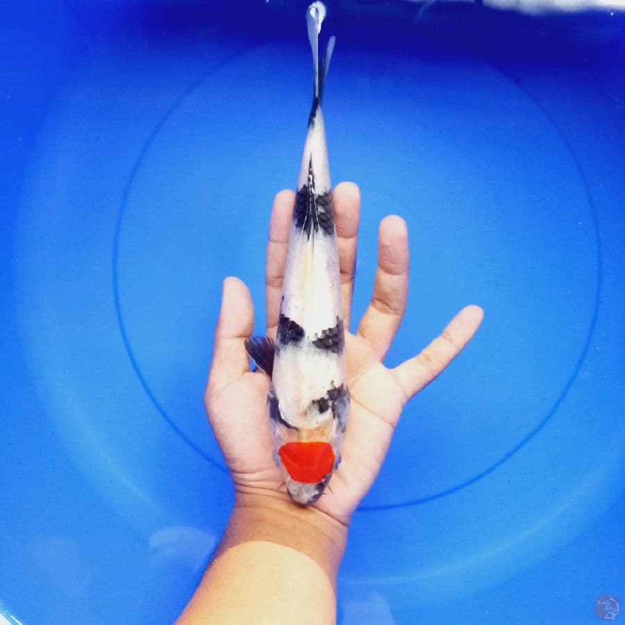 *TANCHO SHOWA// 27 CM*