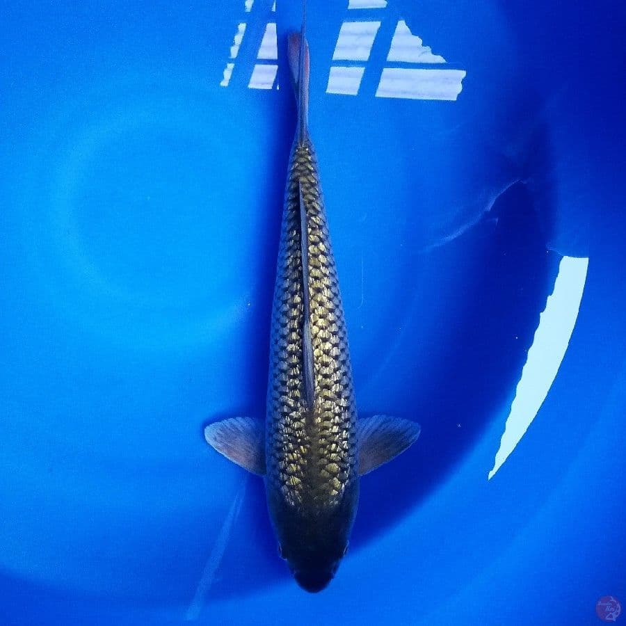 Male