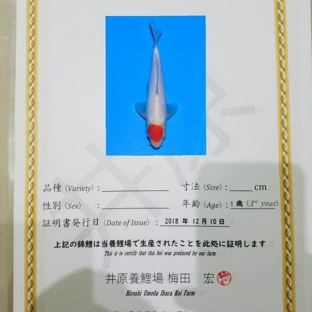 Tancho Kohaku Umeda Koi Farm