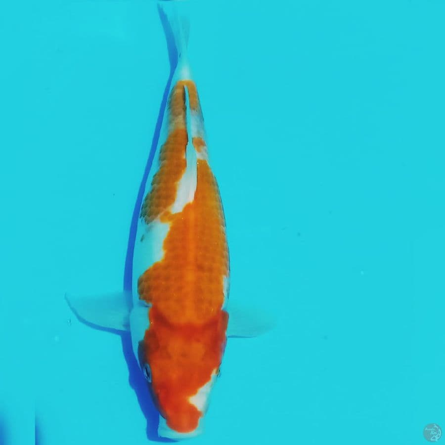 KOHAKU