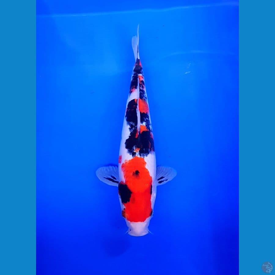 SANKE SISIK F/30CM MANTAB BOSKU