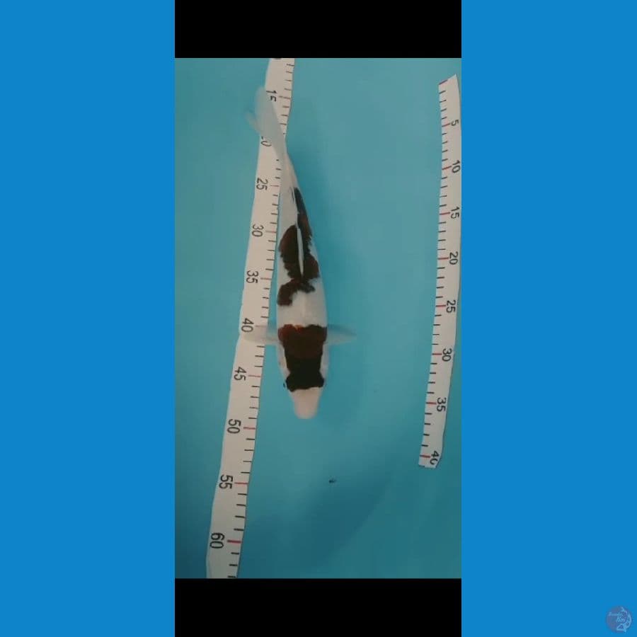 original patern goromo 33cm