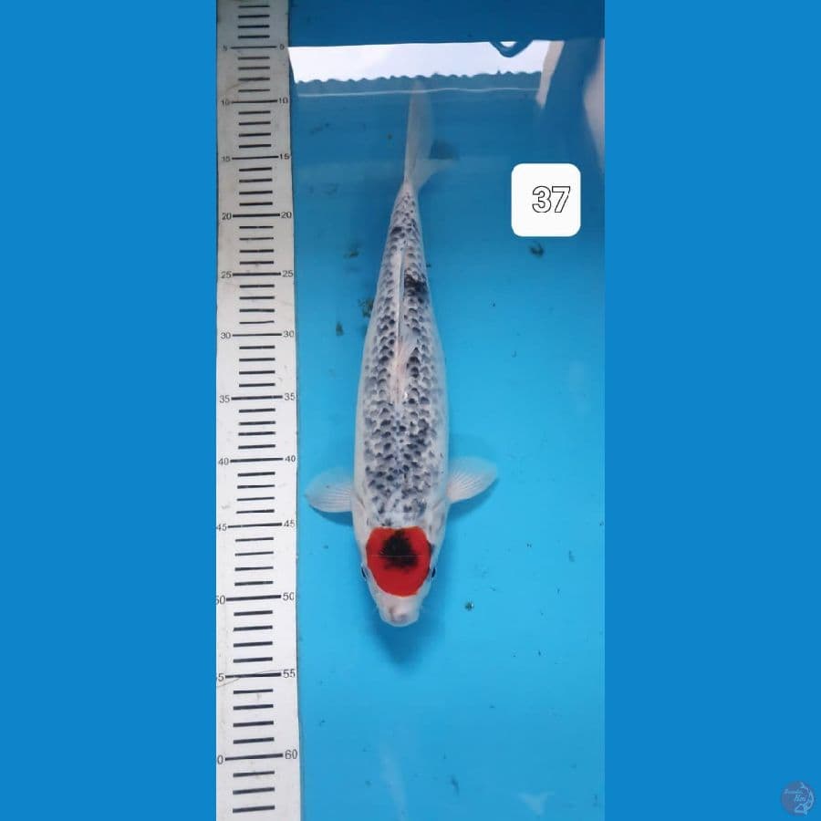 tancho 37cm