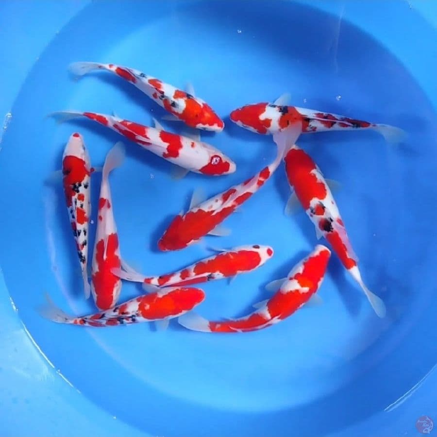 Mix Kohaku Sanke 10 Ekor