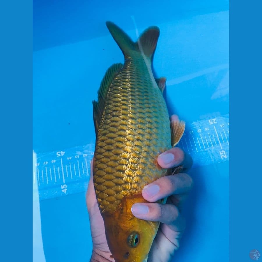 Produk BIMA -+ 35cm