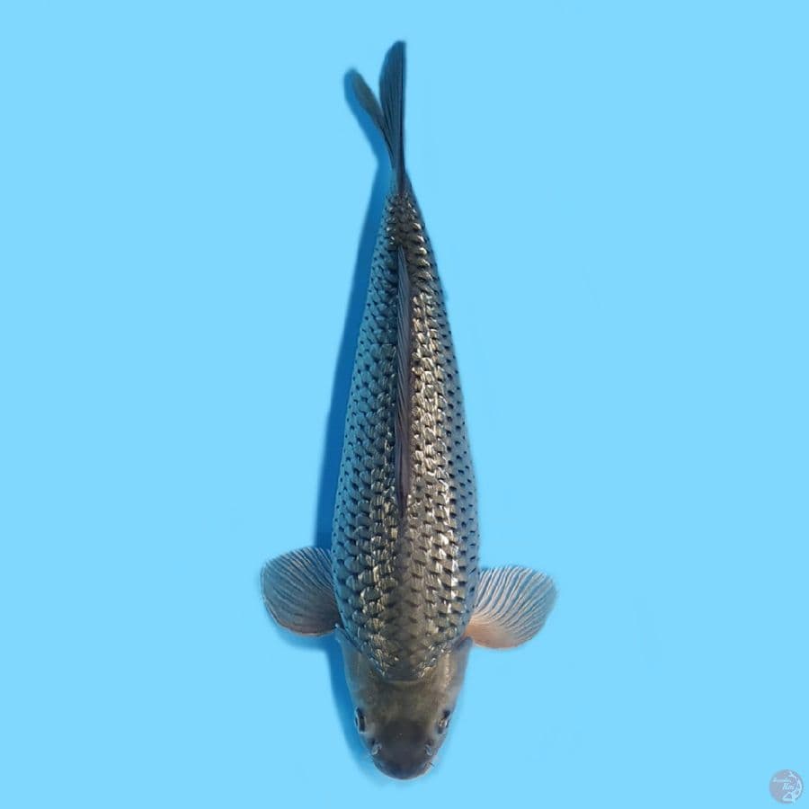 black diamond female 40cm