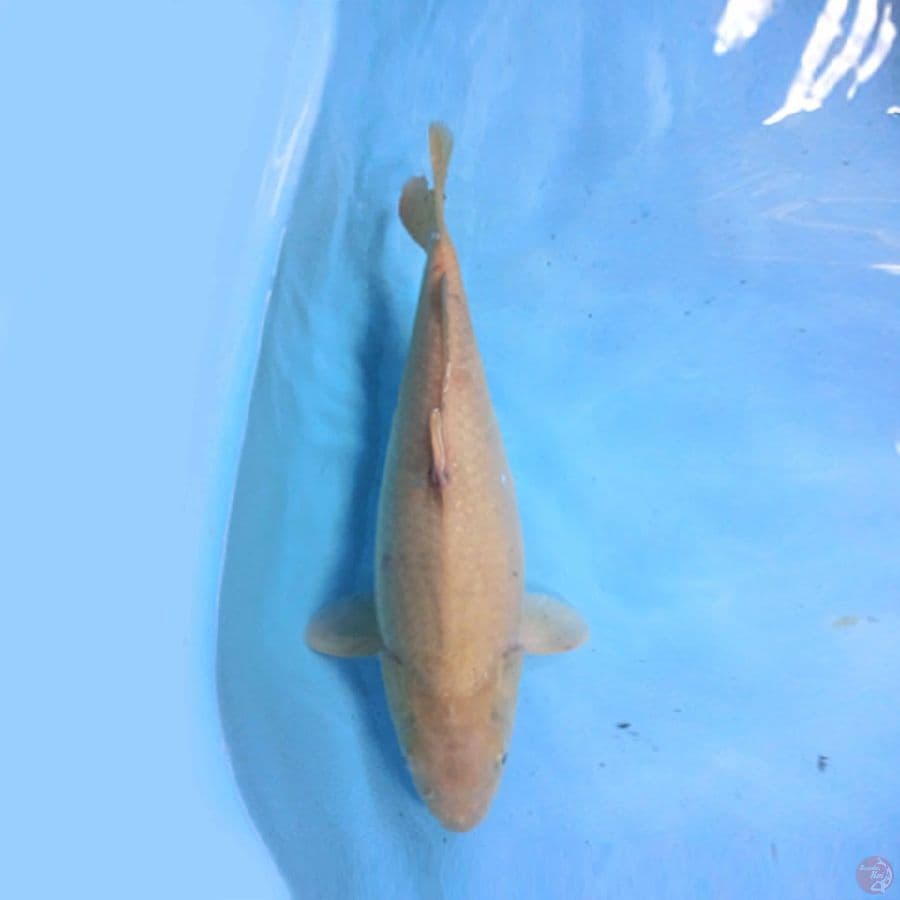 Karashi 38cm