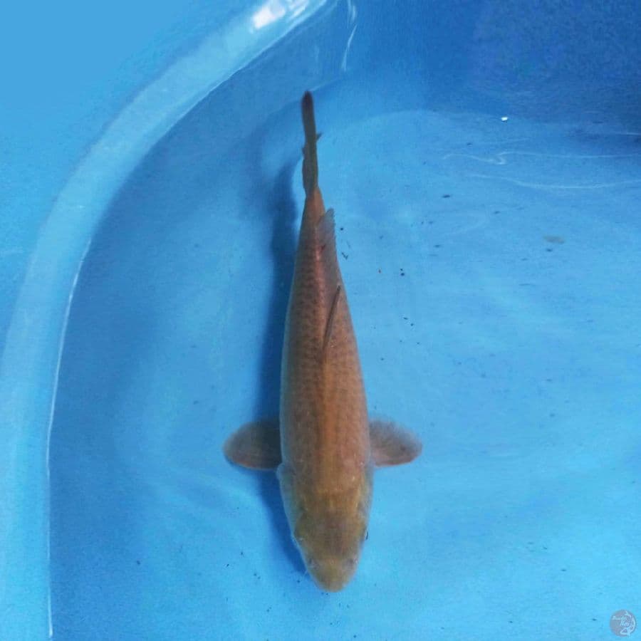 Karashi 39cm