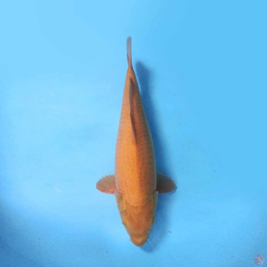 40cm Karashi F1 marudo
