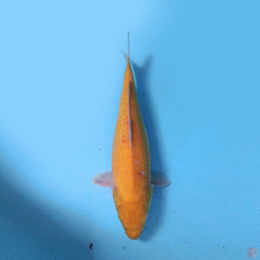 42cm Karashi