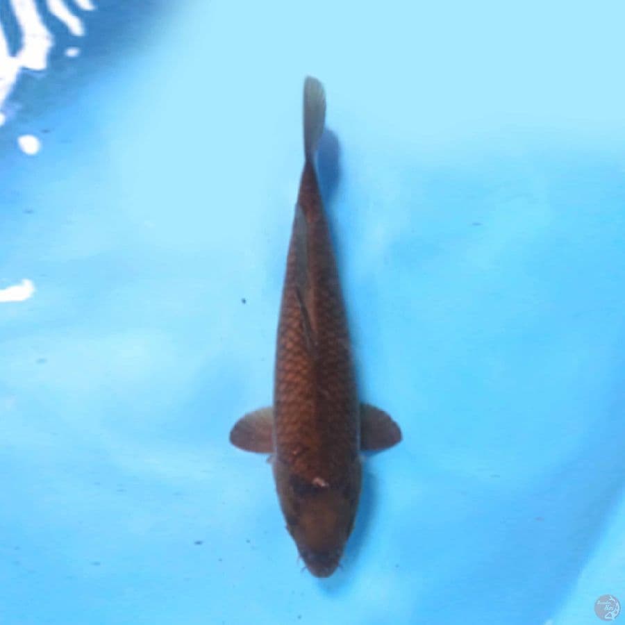 42cm Chagoi