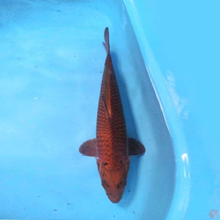 44cm Chagoi