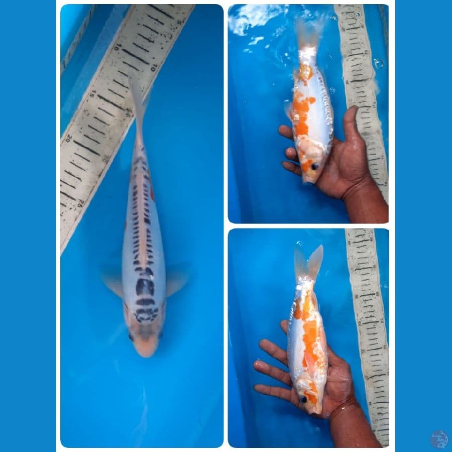 shusui 25cm