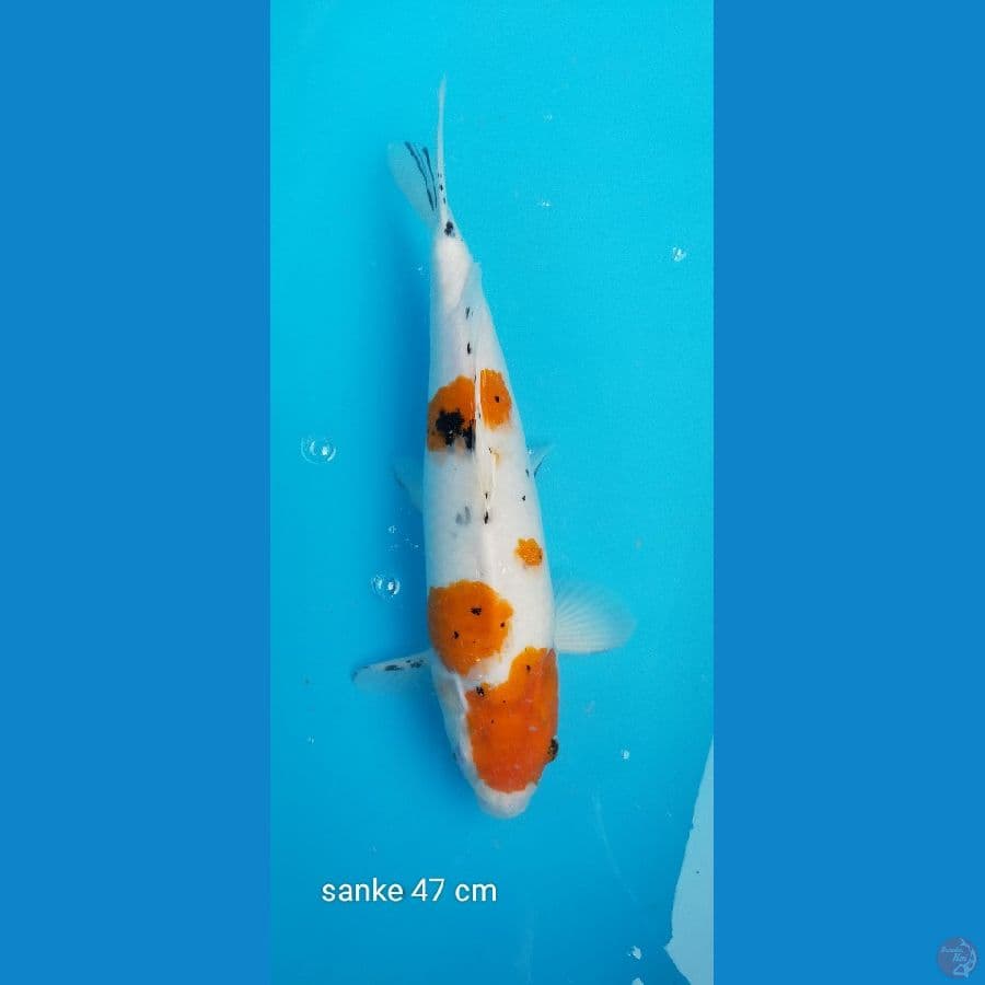 Sanke 47 cm