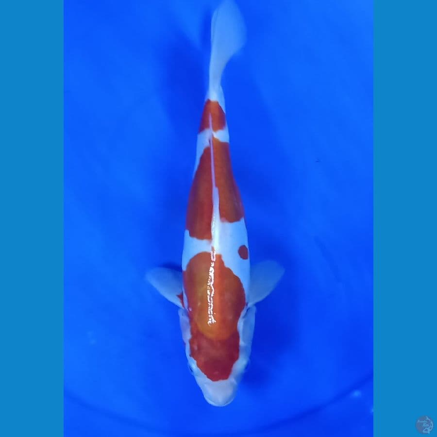 kohaku doitsu 30cm