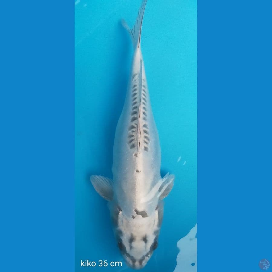 Kiko 36 cm