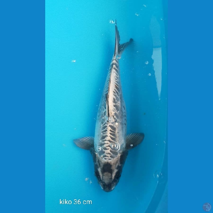 Kiko 36 cm