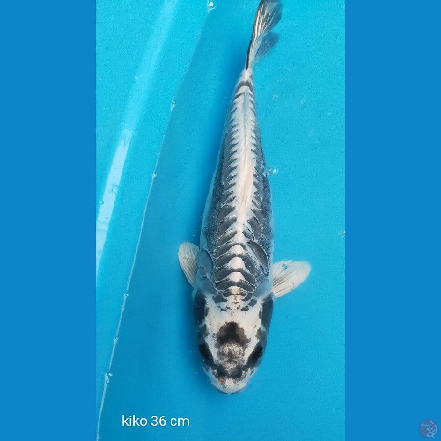 Kiko 36 cm