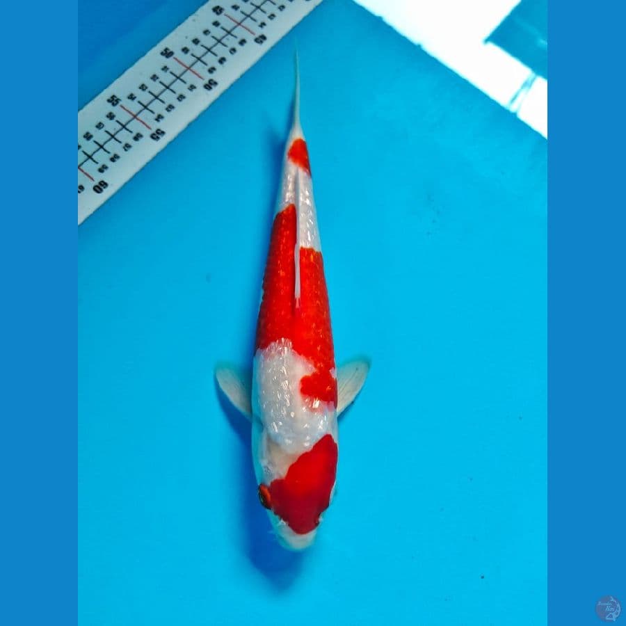 kohaku male 30cm