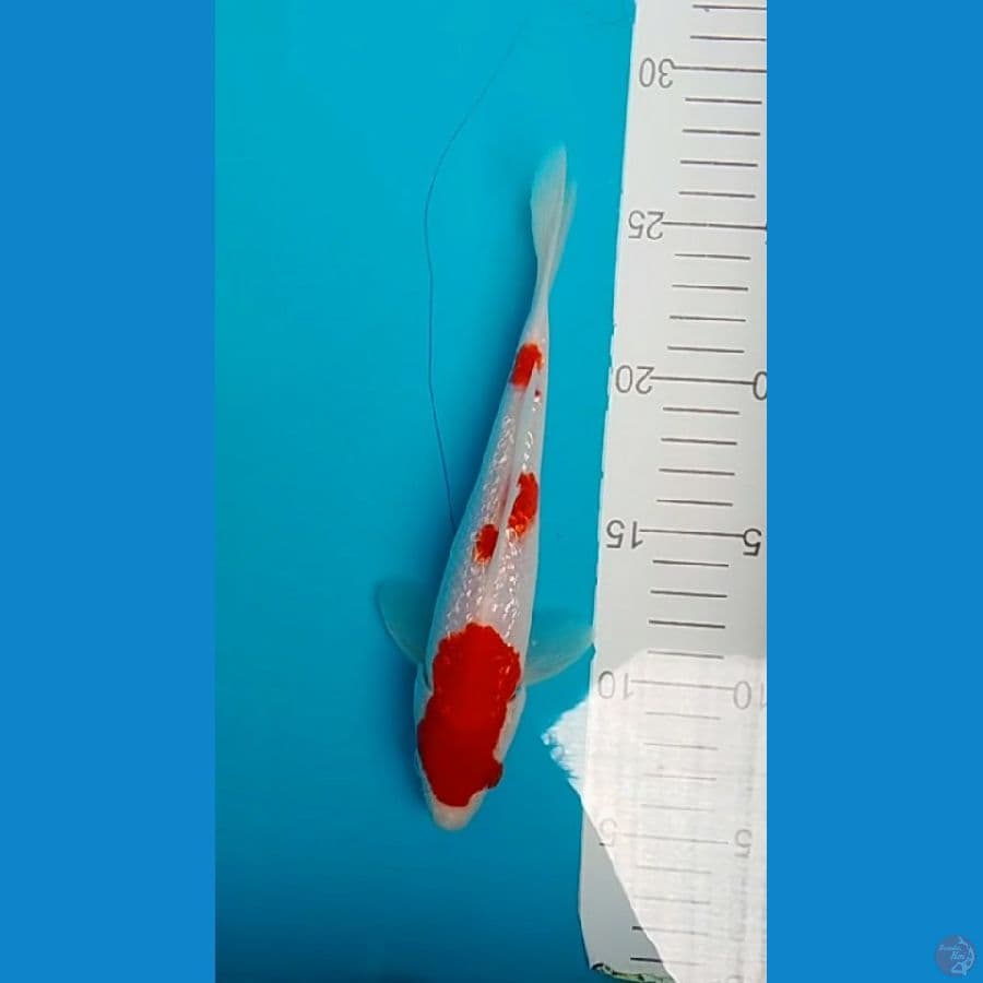 Kohaku full Ginrin.. 21cm.