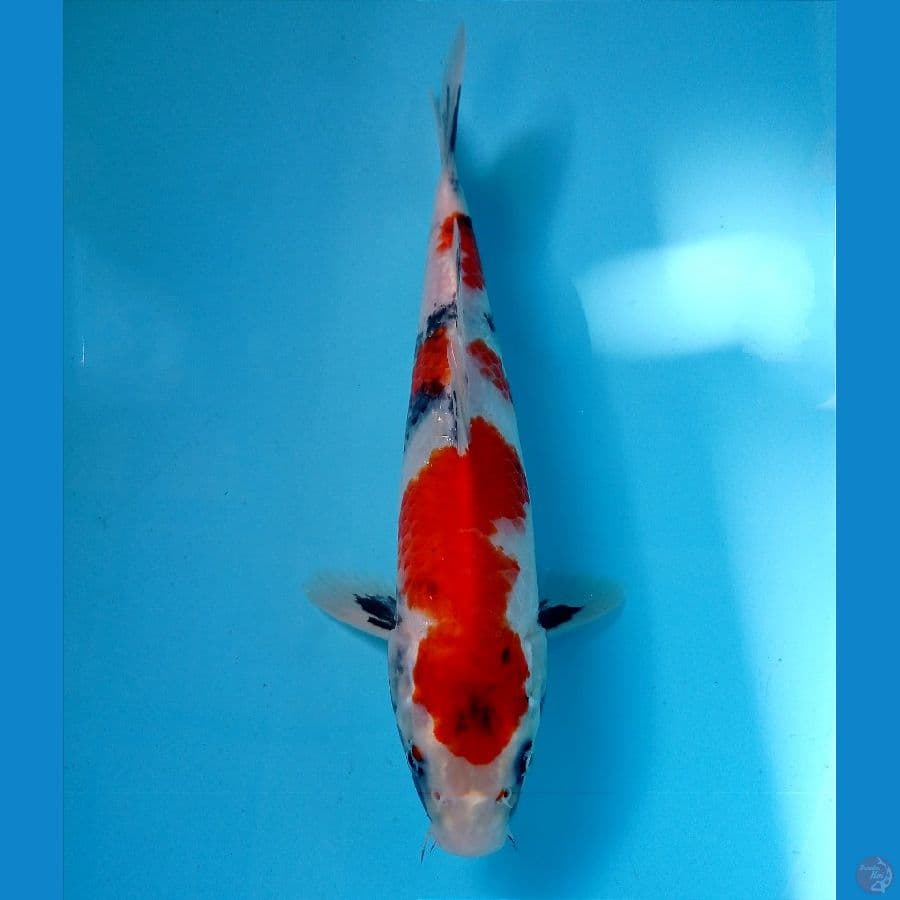 showa 25 cm