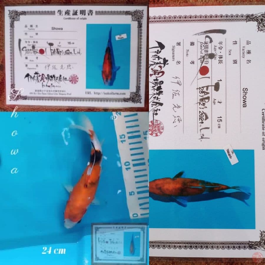 Showa 24cm Import ISA