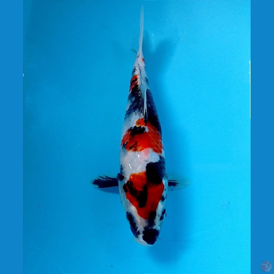 showa 24 cm