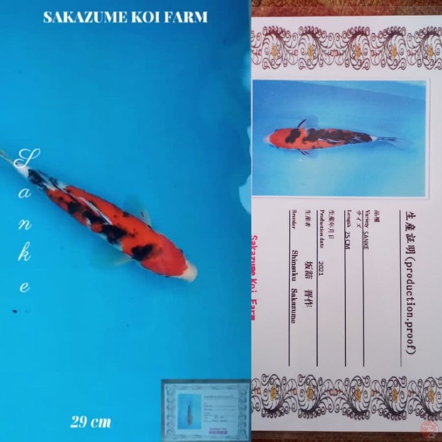 Sanke 29cm Import SAKAZUME