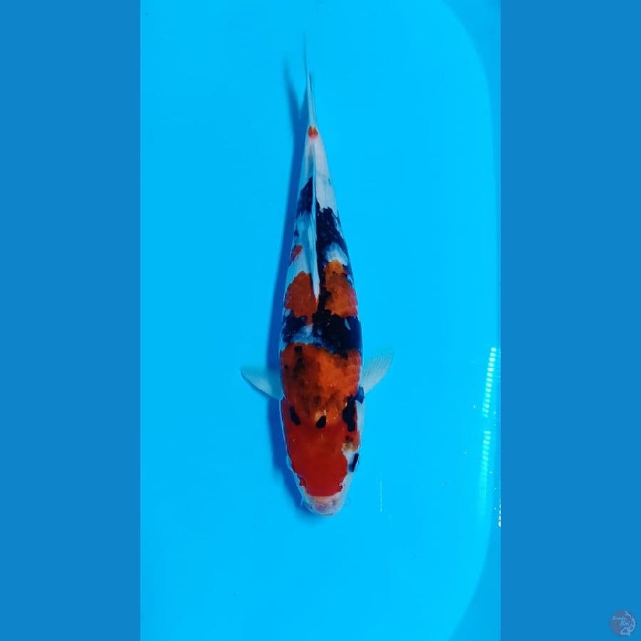 showa sz 36cm