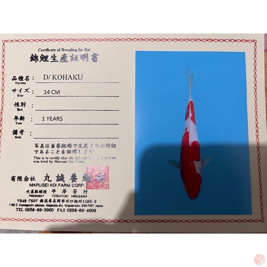 marusei doit kohaku 27cm