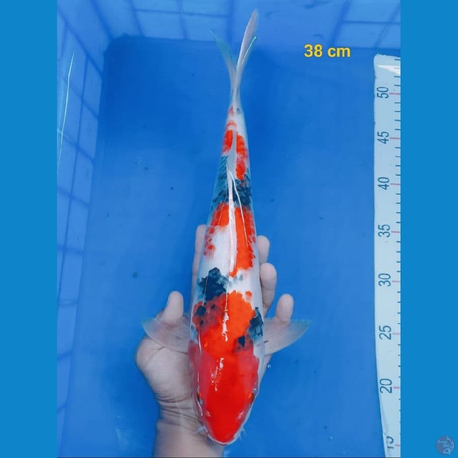 *SHOWA//ML/38 CM*