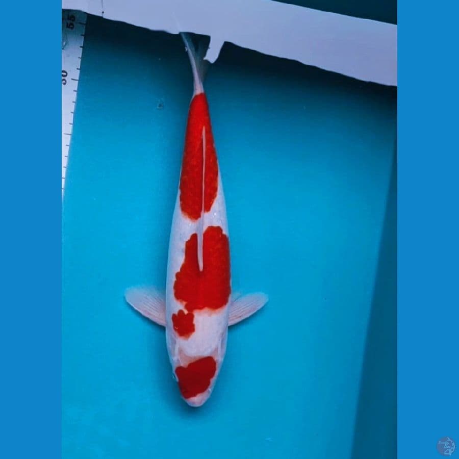 Maruten Kohaku 35cm male good fukurin