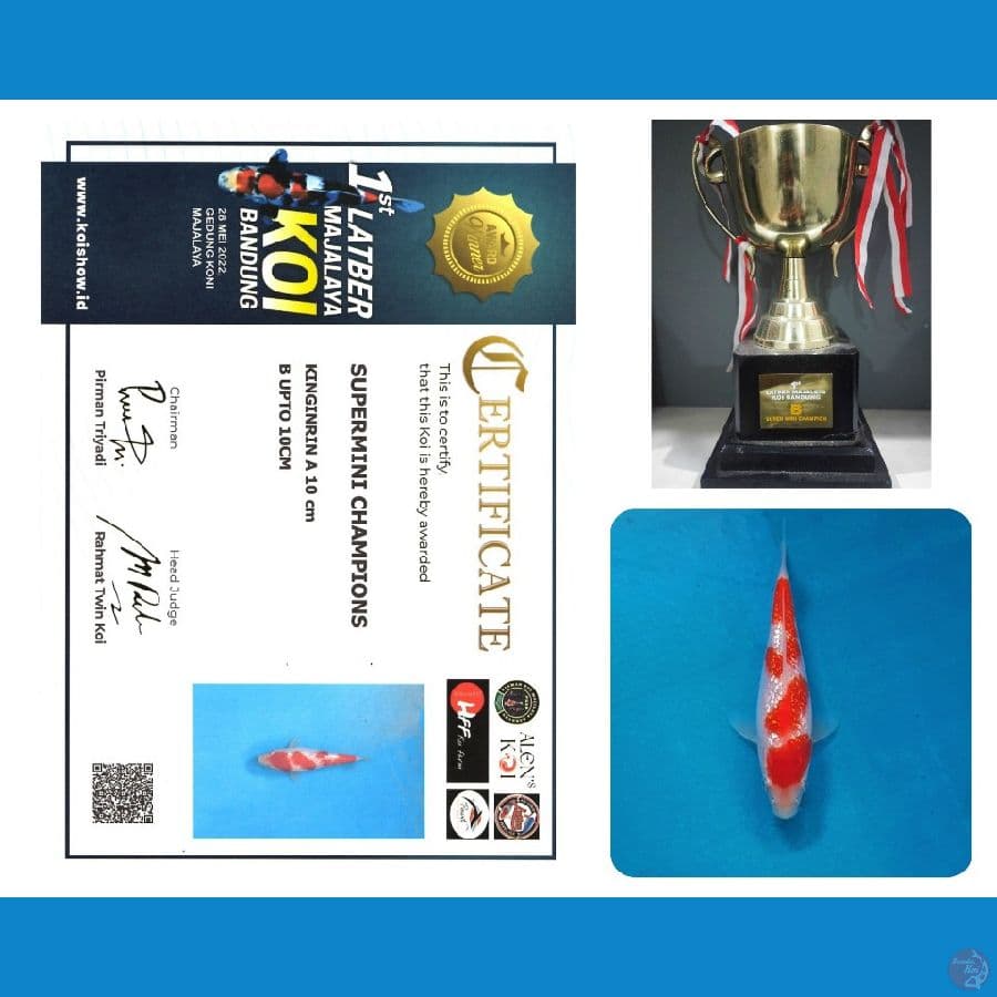 Kohaku ginrin + Trophy & Serti supermini champion B