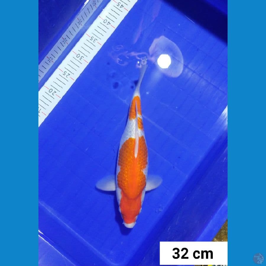 Ginrin Kohaku 32 cm