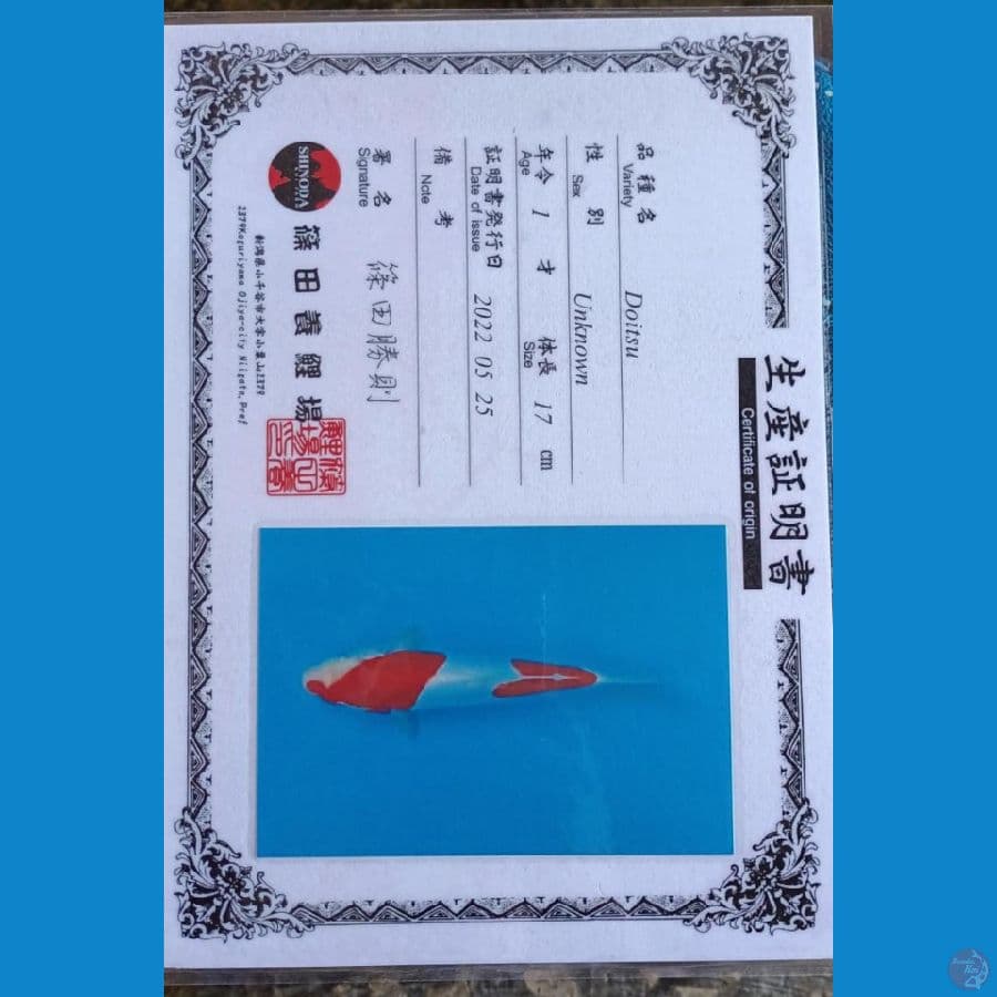 kohaku doit sz 24cm