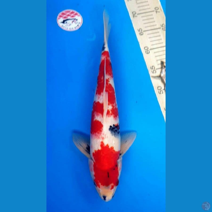 SHOWA RED TATEGOI 40/Male