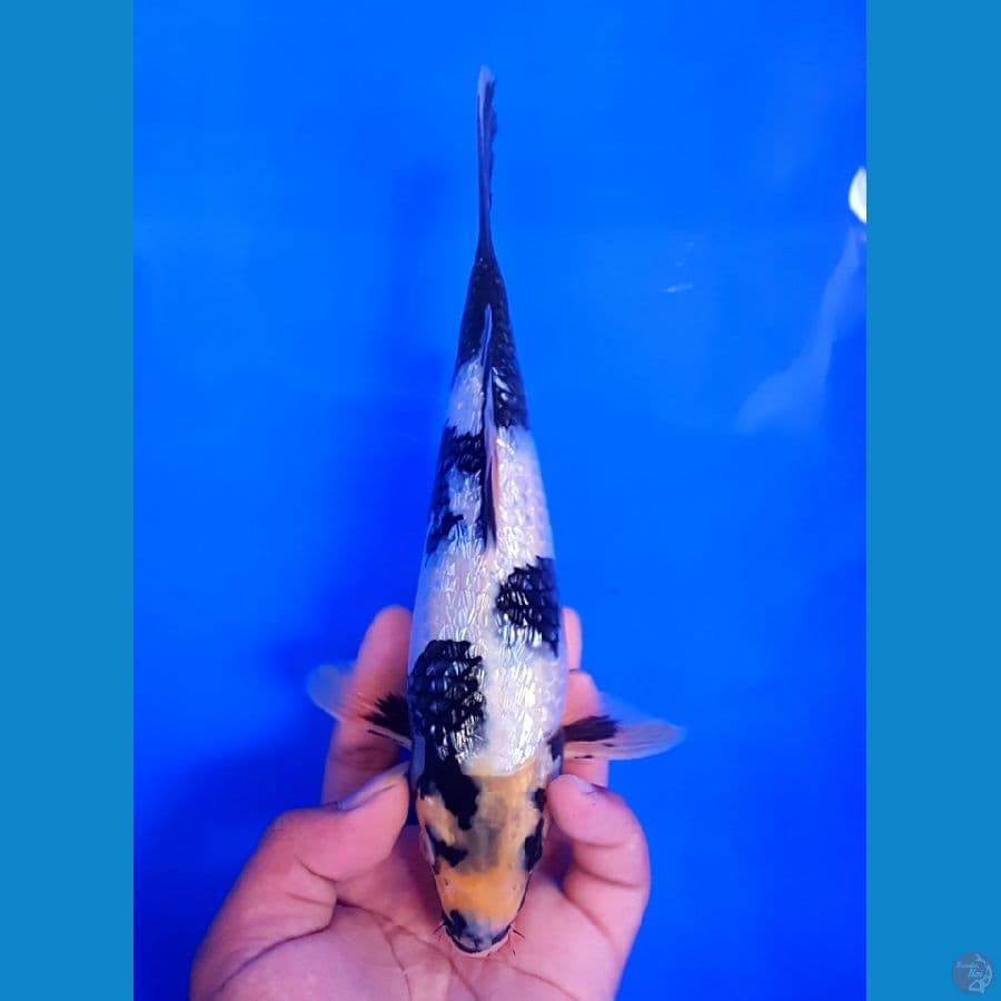 SHIRO GINRIN M/25BU CALON BAGUS BOSKU