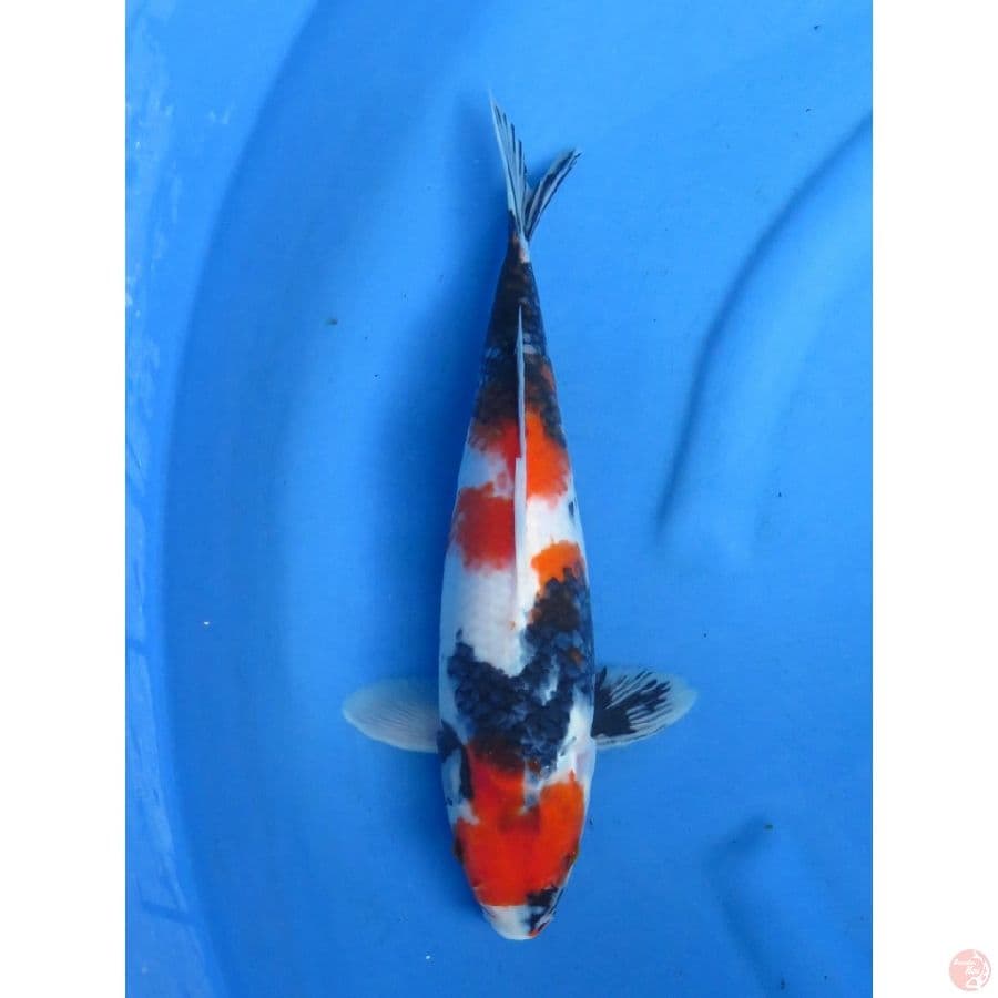 35cm , Red Kindai Showa