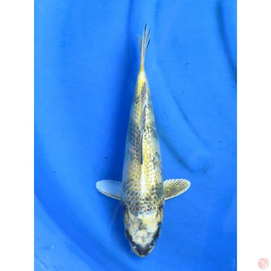 34cm , Kin Ki Utsuri Full Ginrin