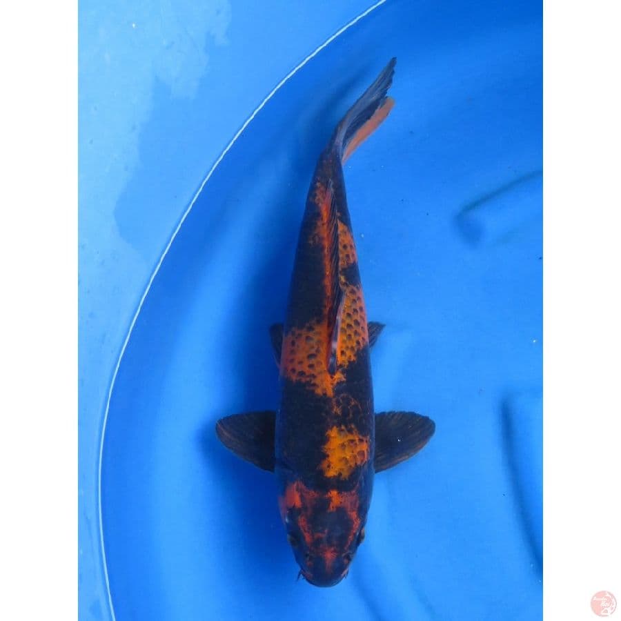 48cm , Rare - Jumbo Kage Utsuri Male