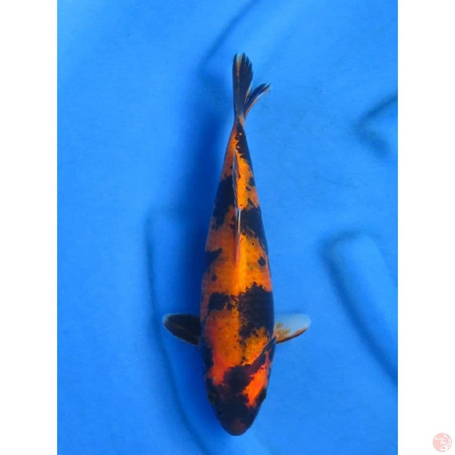28cm , Hikari Utsuri