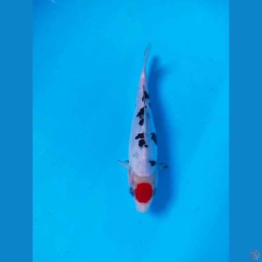 TANCO SANKE DOIT ORI 20CM