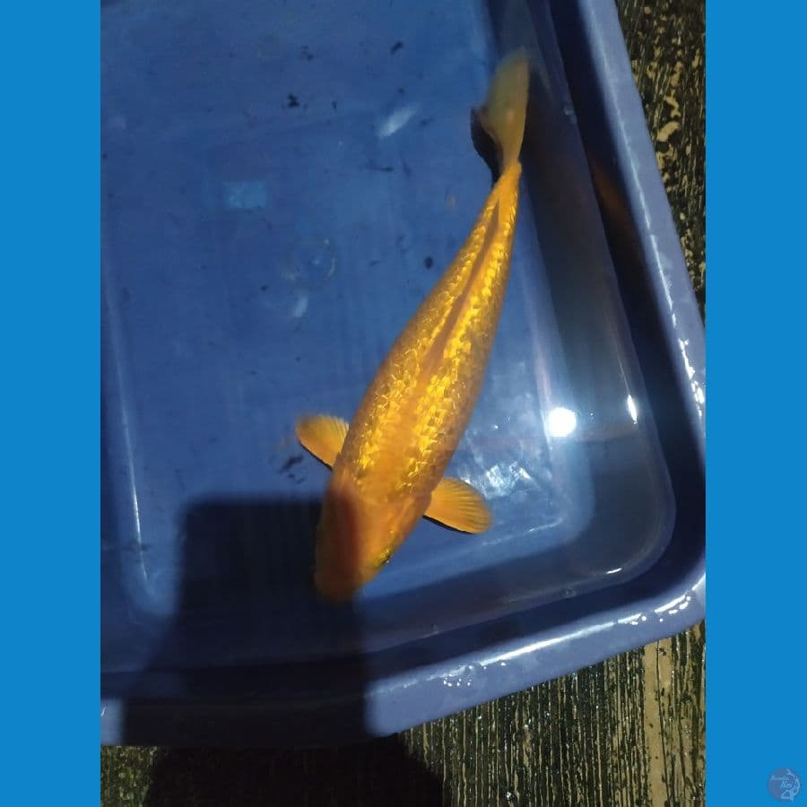 karamel