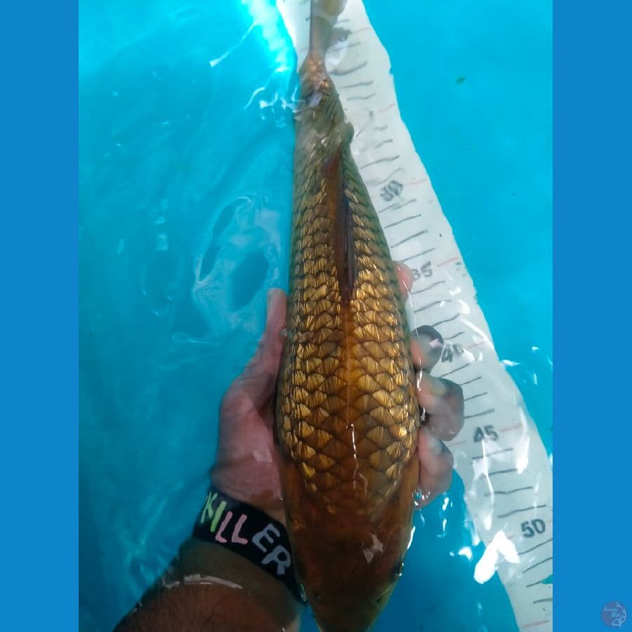 Jumbo Tosai full gindrin