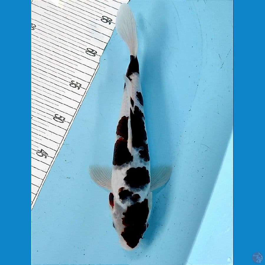 GOROMO 30CM