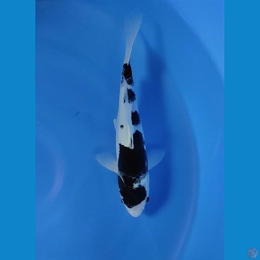 BUDO GOROMO 32CM